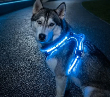 visible-at-night-pets